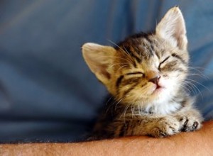 De 300 bästa hankattnamnen för din nyligen adopterade kattunge