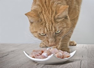 Il miglior cibo crudo per gatti liofilizzato nel 2022