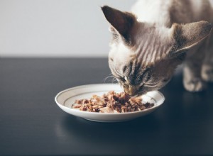 Лучшие добавки для корма для кошек в 2022 году