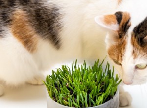 Лучшие наборы травы для кошек в 2022 году