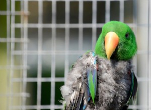 Природные решения для беспокойства попугаев