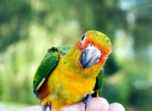Est-il temps d augmenter les niveaux de vitamine D de vos oiseaux ?