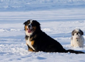 Allt du behöver veta om hundar och snö