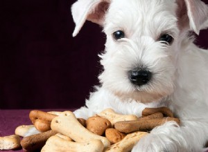 Mohou se psi živit jen suchým jídlem?