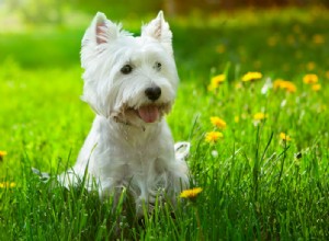 Guida alla razza:West Highland White Terrier