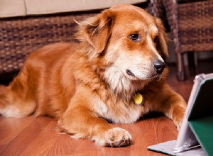 Scelta di un programma di addestramento per cani online