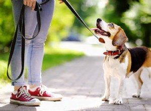 Comment amener votre chien à vous écouter et à vous respecter