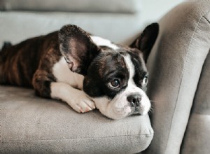 Les chiens pleurent-ils lorsqu un autre animal meurt ?
