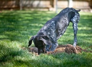 Come impedire ai cani di scavare