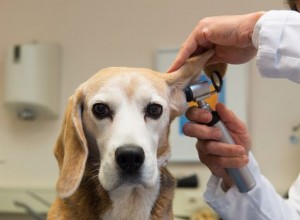 Hur du rengör ditt husdjurs öron