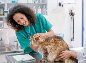 Potřebuje moje kočka očkování proti vzteklině?
