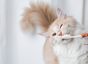 DIY:Domácí kočičí zubní pasta