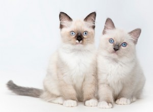 Faits sur les chats :Chats Ragdoll