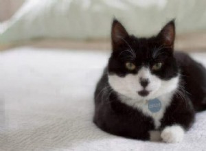 Факты о кошках:кошки в смокингах