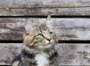 Faits sur les chats :Chat des forêts norvégiennes