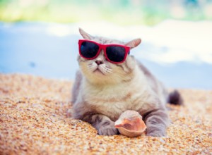 10 sommartips för husdjurssäkerhet