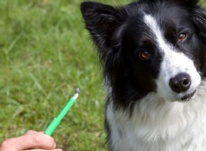 Lyme-sjukdom hos hundar:7 viktiga fakta för husdjursägare