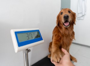 Quanto dovrebbe pesare il mio cane?