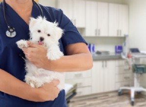 Как работает страхование домашних животных?