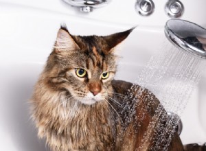 Come fare il bagno a un gatto senza stress
