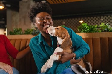 Why Does My Dog Lick My Belly Button? Insights & Health Tips