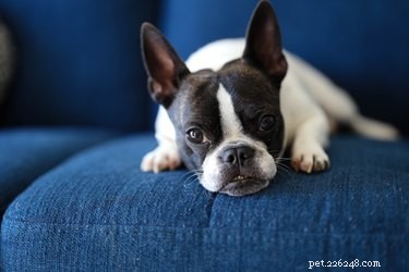 Why Does My Dog Lick My Belly Button? Insights & Health Tips