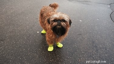 Do All Dogs Like Walks? Understanding Your Dog’s Exercise Needs