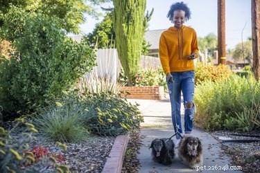 Why Does My Dog Keep Steering in the Same Direction on Every Walk?