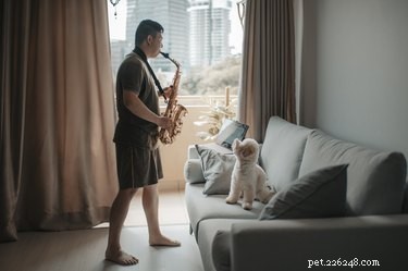 Do Dogs Sing? The Science Behind Their Melodic Howls