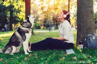 Do Dogs Sing? The Science Behind Their Melodic Howls