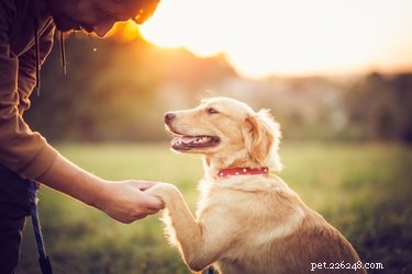 Why Your Dog Dislikes Some Dogs – Signs, Causes & Solutions