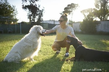 Why Your Dog Dislikes Some Dogs – Signs, Causes & Solutions