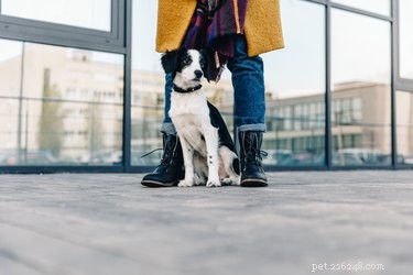 Why Your Dog Dislikes Some Dogs – Signs, Causes & Solutions