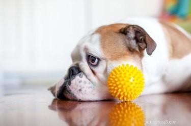 Recognizing Boredom in Your Dog: Signs, Causes, and Prevention Tips
