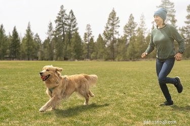 Recognizing Boredom in Your Dog: Signs, Causes, and Prevention Tips