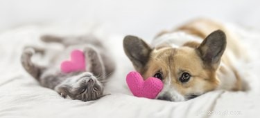 Understanding Your Dog’s View on Your Cat