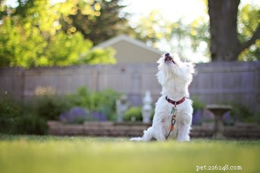 Can Dogs Ever Stop Barking? Understanding When and Why They Exhaust Their Vocal Energy