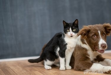 Understanding Your Dog’s View on Your Cat