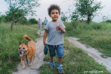 Why Dogs Reserve Pee for Urine Marking During Walks