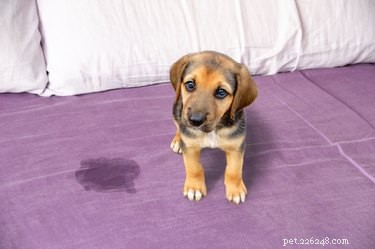 Why Dogs Reserve Pee for Urine Marking During Walks