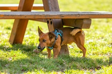 Why Dogs Reserve Pee for Urine Marking During Walks