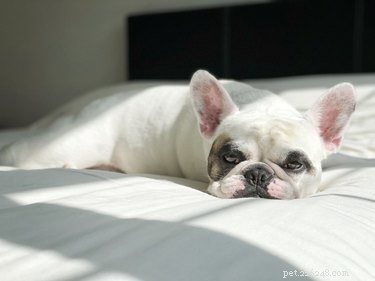What Do Dogs  Sleeping Positions Reveal About Their Health and Well‑Being?
