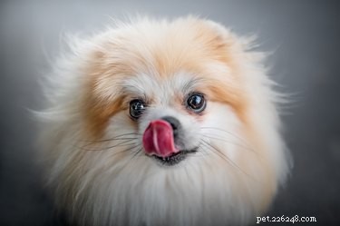 Are Small Dogs Misunderstood? Debunking Their Bad Reputation