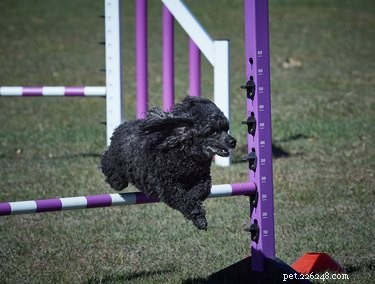 Are Small Dogs Misunderstood? Debunking Their Bad Reputation