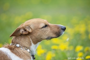 How Dogs Intuitively Find Their Way Home During Car Rides