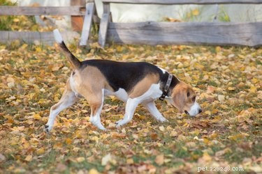 How Dogs Intuitively Find Their Way Home During Car Rides