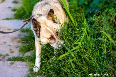 How Dogs Intuitively Find Their Way Home During Car Rides