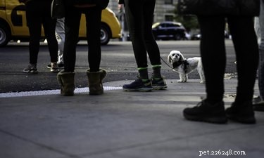Understanding Trigger Stacking in Dogs: Causes & Solutions
