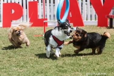 Understanding Trigger Stacking in Dogs: Causes & Solutions