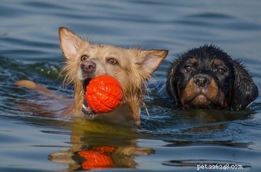 Do All Dogs Like to Swim? Discover Which Breeds Love the Water